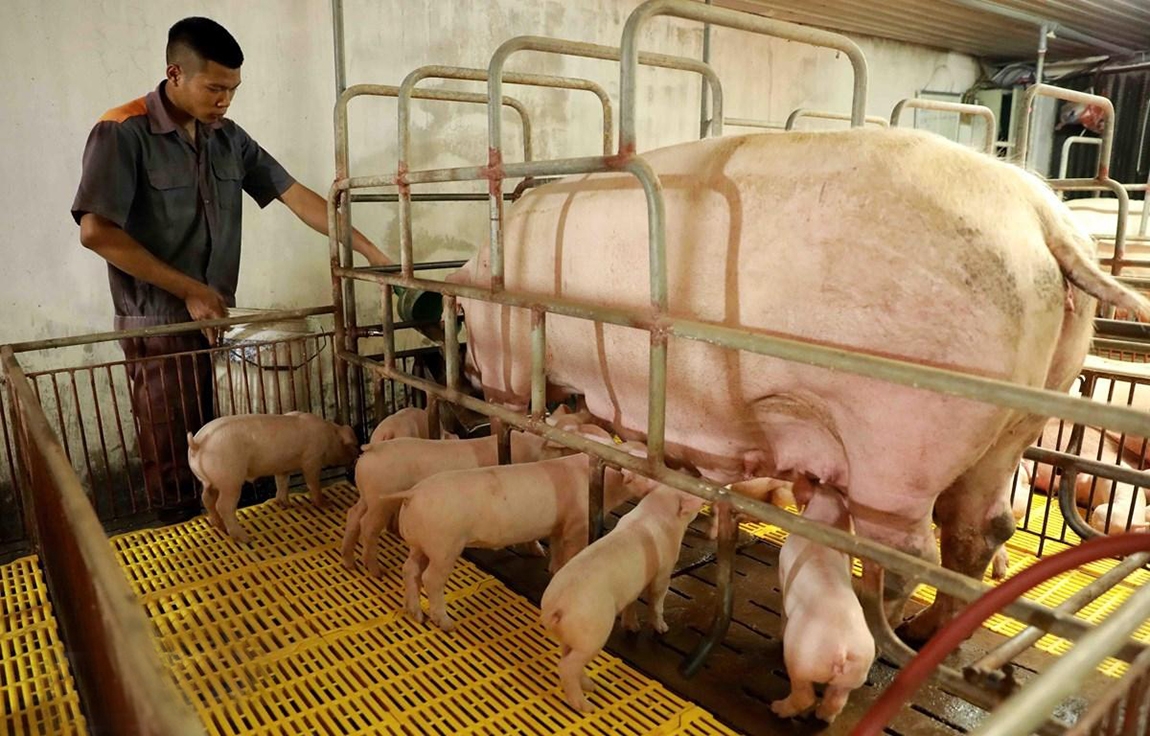 Chăn nuôi khoa học góp phần nâng cao hiệu quả kinh tế, giảm thiểu ô nhiễm môi trường (Ảnh TL).