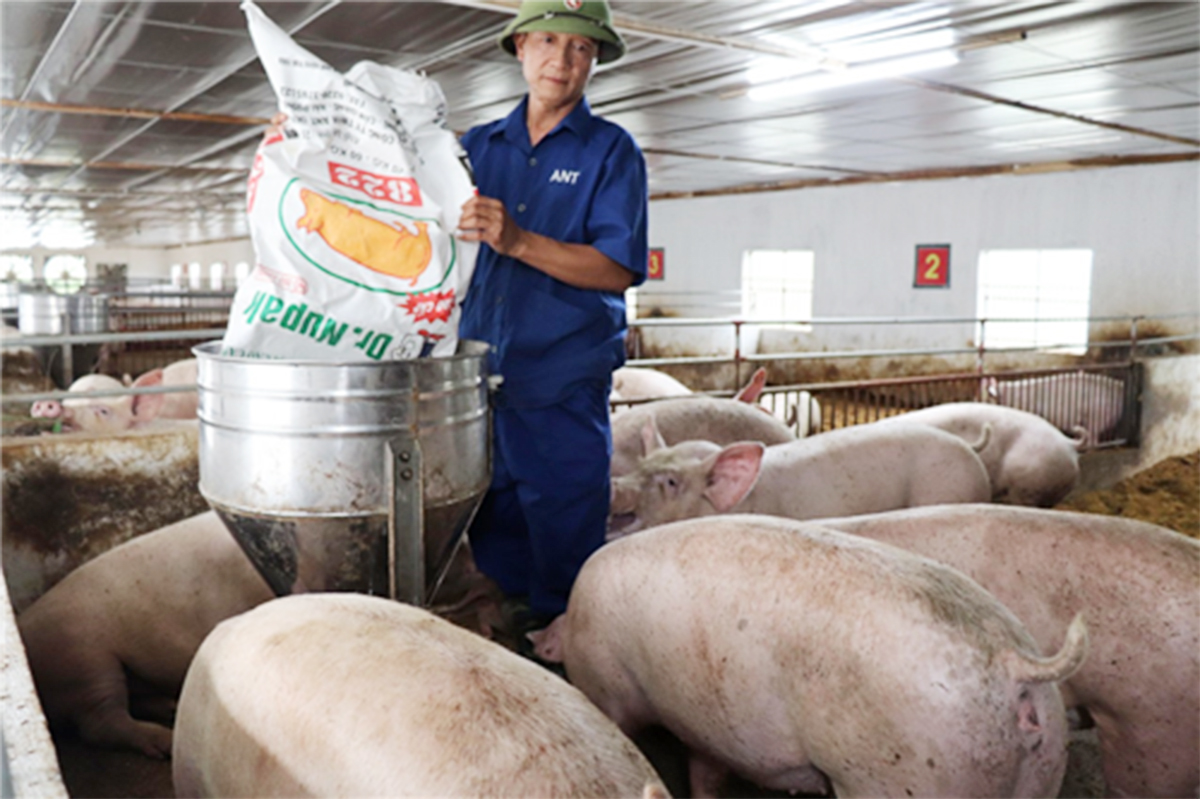 Các mô hình chăn nuôi trên địa bàn huyện được đầu tư mạnh hơn về kỹ thuật, cơ sở hạ tầng (Ảnh TL).