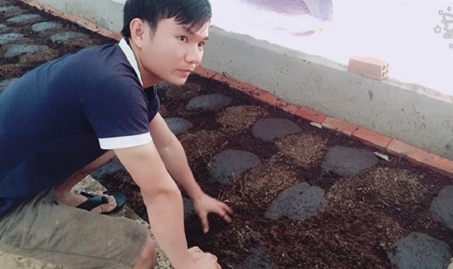 Chấtt thải từ phân bò sẽ là nguyên liệu để nuôi giun quế.