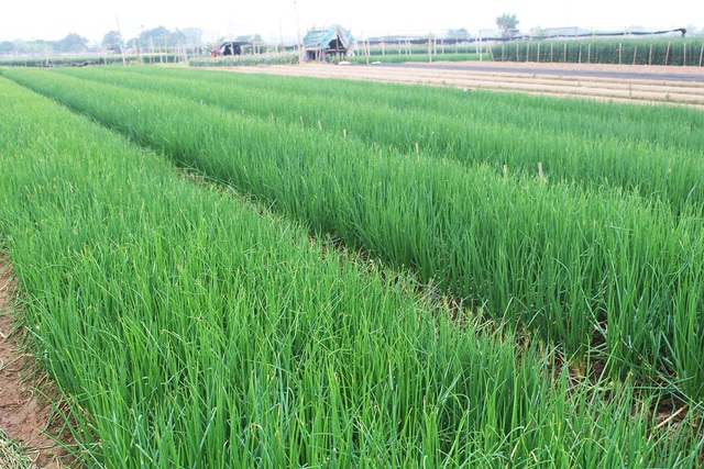 Giá hành lá ở Hà Nội đã tăng lên 3.000 đồng/kg, ngày bán được 5-10 tấn.