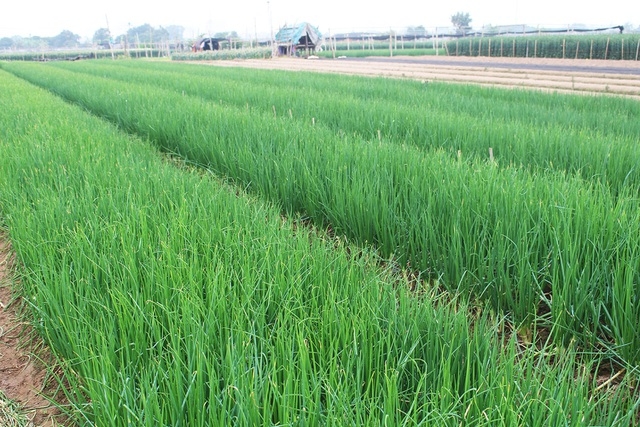 Giá hành lá ở Hà Nội đã tăng lên 3.000 đồng/kg, ngày bán được 5-10 tấn.