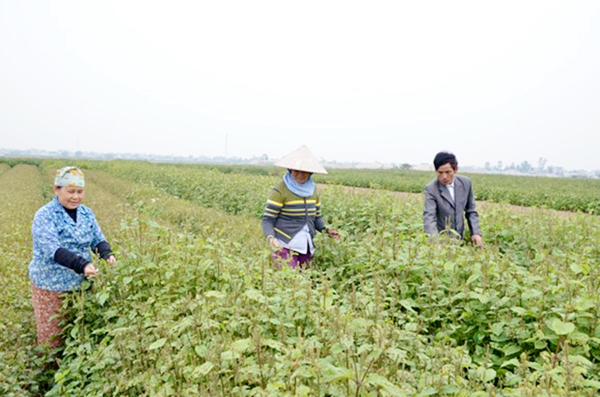Huyện chủ trương phát triển mô hình theo hướng an toàn sinh học, thân thiện môi trường (Ảnh TL).