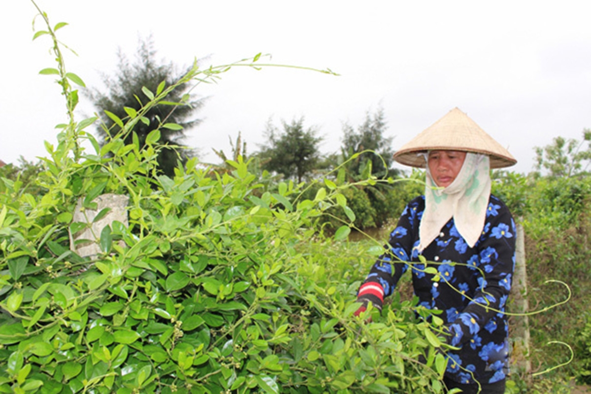 Cây dược liệu đang cho hiệu quả kinh tế cao ở Hải Hậu (Ảnh TL).