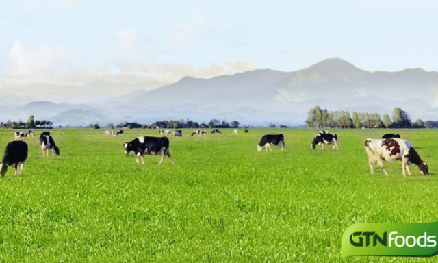 GTNFoods muốn hủy niêm yết và sáp nhập vào Vilico.