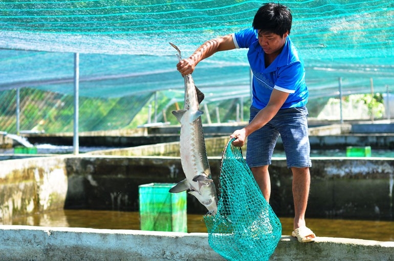 Việc siết nhập khẩu cá tầm lậu cũng là cách bảo vệ các hộ nông dân nuôi cá tầm trong nước.