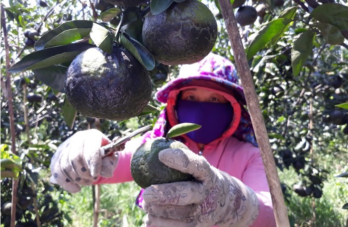 Sản xuất theo hướng hữu cơ giúp cam có thể ra hoa trái vụ, từ đó nâng cao thu nhập cho người dân.