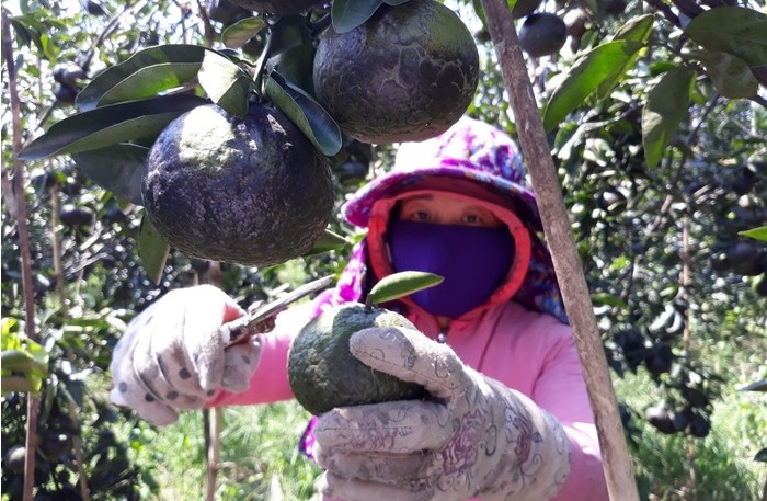 Sản xuất theo hướng hữu cơ giúp cam có thể ra hoa trái vụ, từ đó nâng cao thu nhập cho người dân.