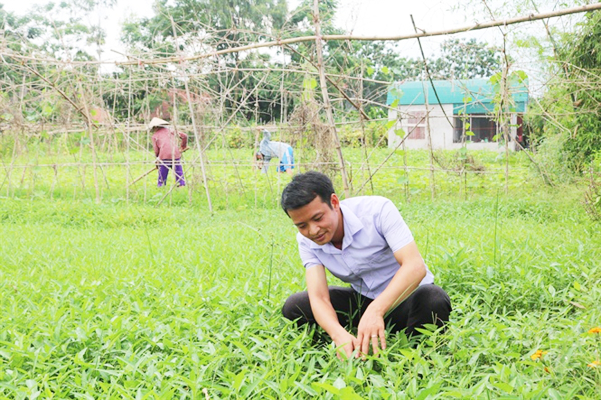 Rau Trác Văn được trồng theo tiêu chuẩn hữu cơ, có chất lượng đảm bảo (Ảnh TL).