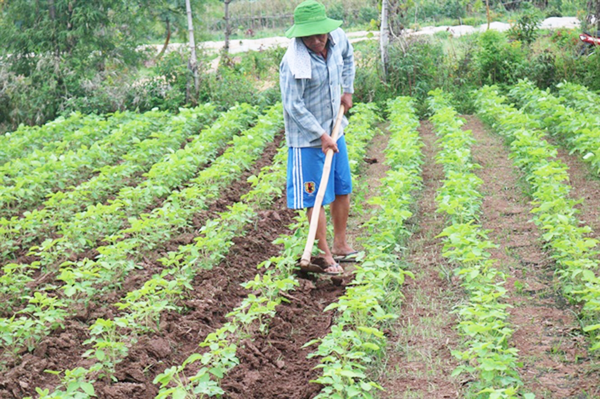 Thương hiệu rau hữu cơ Trác Văn ngày càng được nâng cao (Ảnh TL).