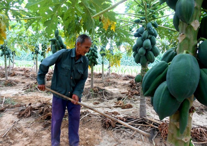 Trồng đu đủ không chỉ nâng cao thu nhập cho thành viên mà còn là nguyên liệu để ủ thành phân hữu cơ bón cho cây trồng.