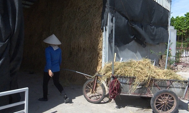 Rơm được người dân thu gom tập trung để phục vụ trồng nấm.