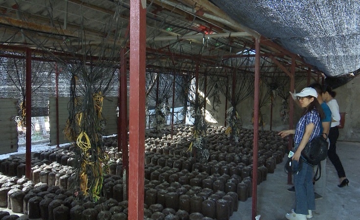 Rơm là nguyên liệu chính tạo thành các giá thể để trồng nấm.