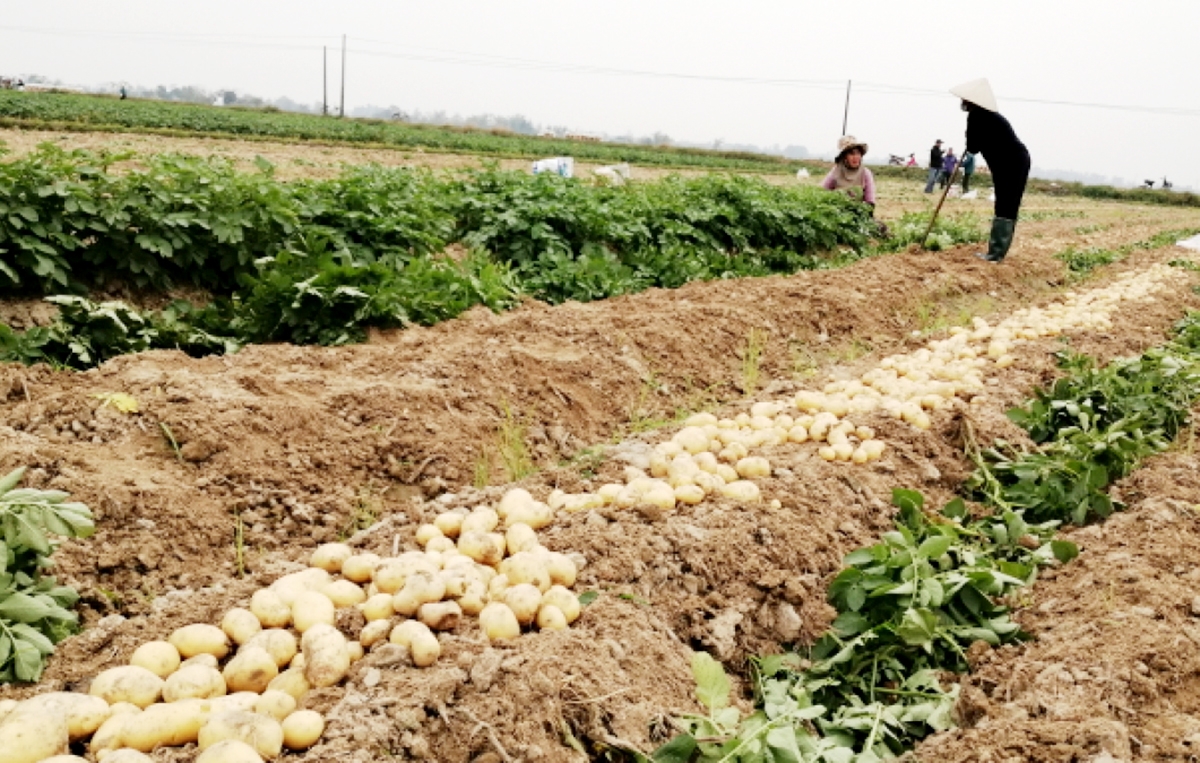 Nhờ sản xuất sạch, thân thiện môi trường, khoai tây Phù Lương có chất lượng cao, được thị trường ưa chuộng (Ảnh TL).