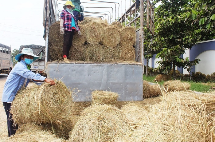 Sau mùa gặt, hoạt động thu mua rơm diễn ra nhộn nhịp giúp nâng cao thu nhập cho người dân.