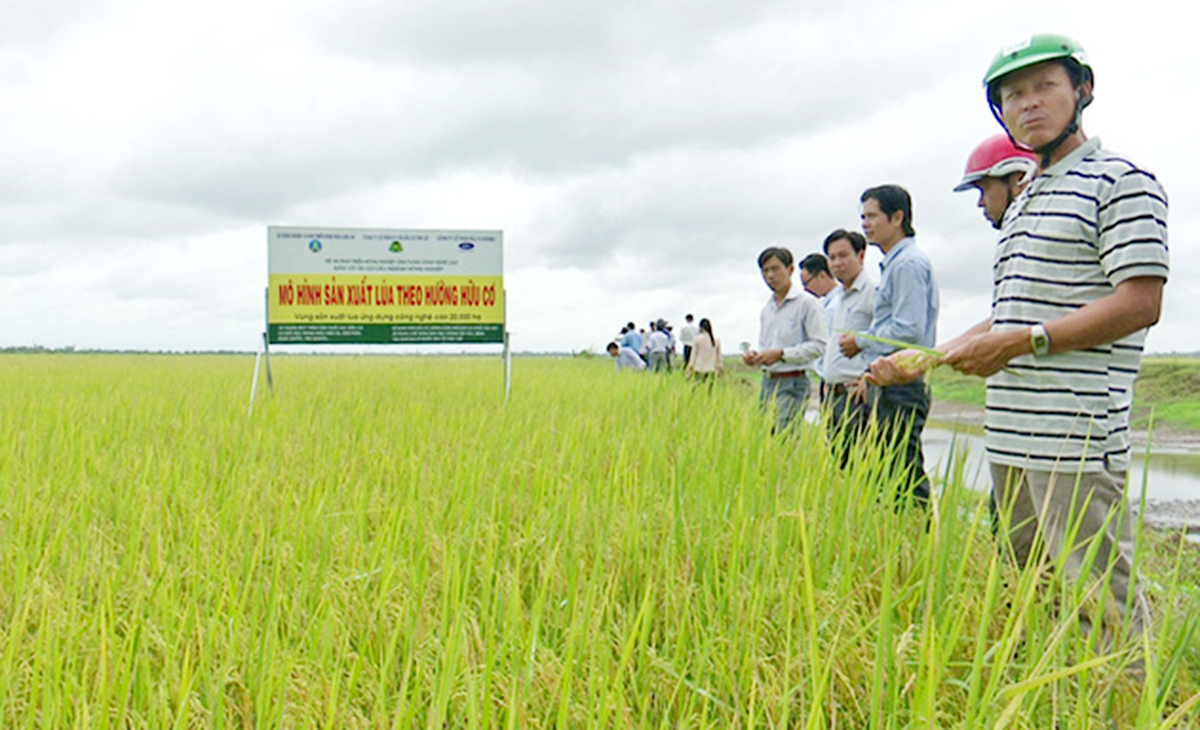 Canh tác lúa theo tiêu chuẩn VietGAP, hữu cơ cho giá trị cao hơn (Ảnh TL).