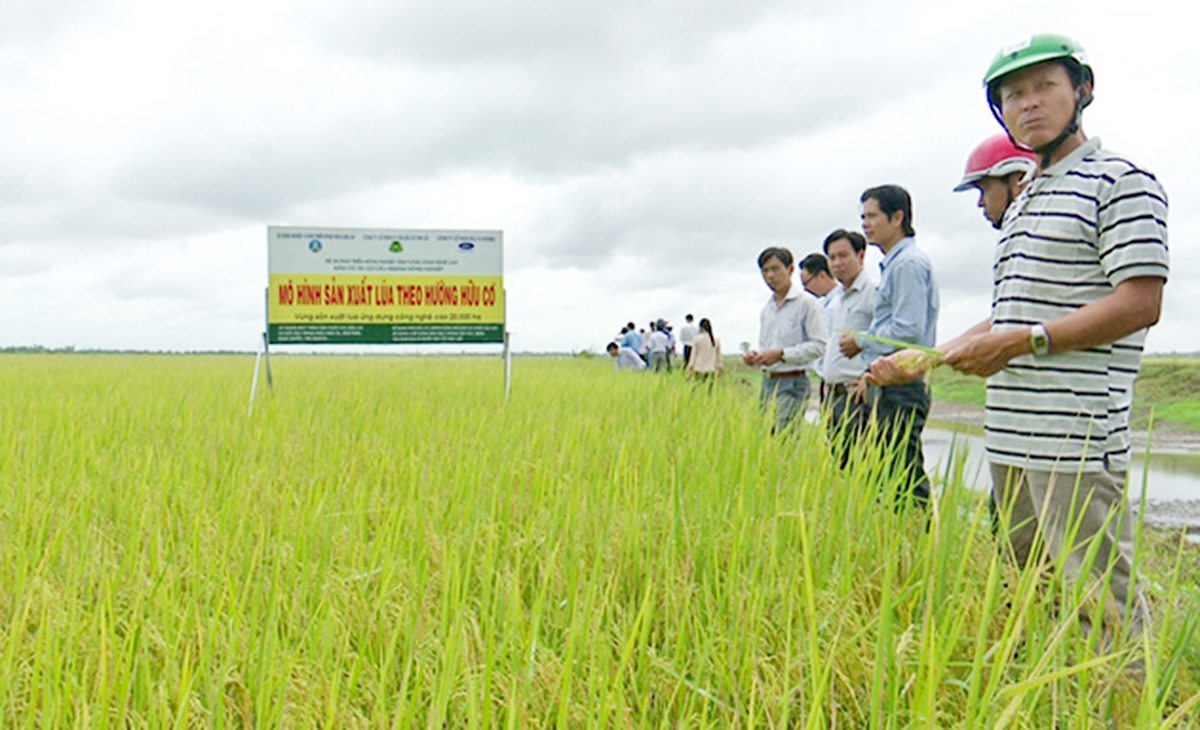 Canh tác lúa theo tiêu chuẩn VietGAP, hữu cơ cho giá trị cao hơn (Ảnh TL).