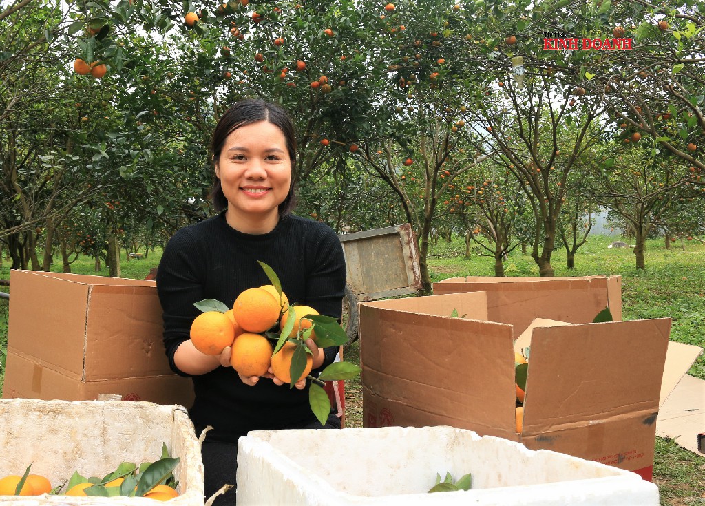 Giám đốc HTX 3Tfarm Vũ Thị Lệ Thủy đang thu hoạch cam, chuẩn bị chuyển cho khách.