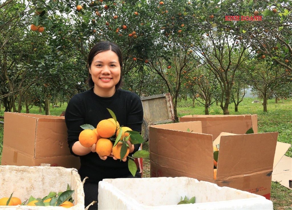 Giám đốc HTX 3Tfarm Vũ Thị Lệ Thủy đang thu hoạch cam, chuẩn bị chuyển cho khách.