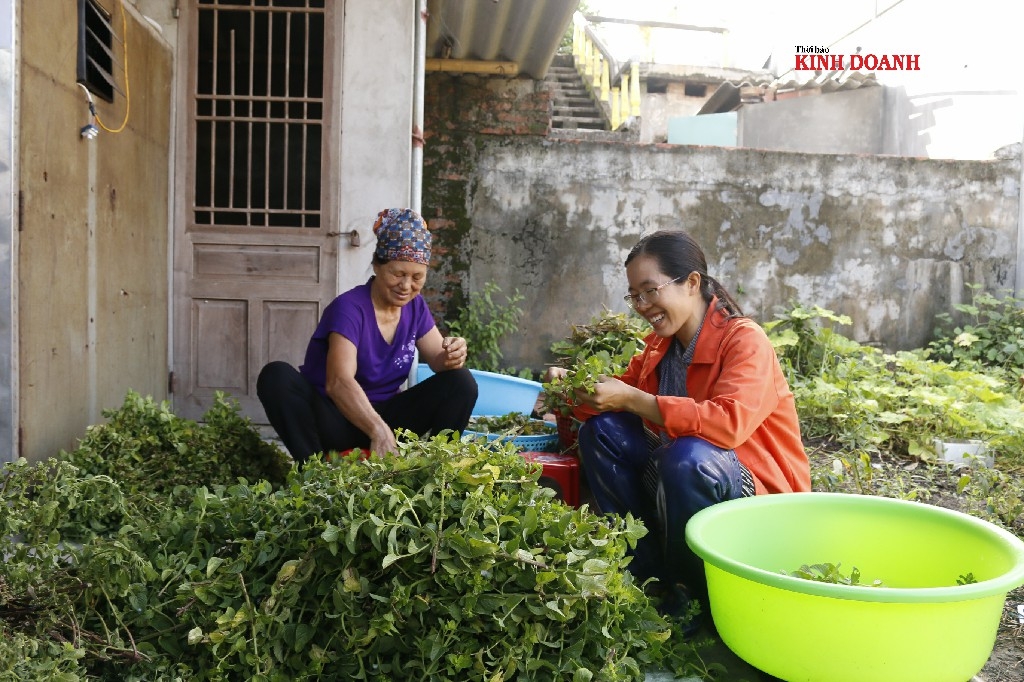 Chọn HTX là mô hình khởi nghiệp, chị Bùi Thị Duyên có thể giúp đỡ nhiều người lao động.