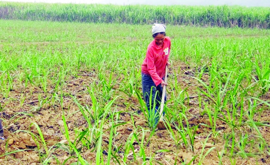 Canh tác theo chuẩn hữu cơ giúp mía có chất lượng, năng suất cao hơn (Ảnh TL).