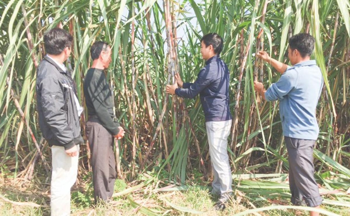Mía chất lượng cao sẽ đảm bảo lợi nhuận cho người trồng (Ảnh TL).