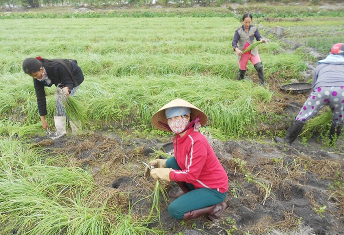 Quảng Trị đang đẩy mạnh trồng trọt theo hướng hữu cơ, VietGAP (Ảnh TL).