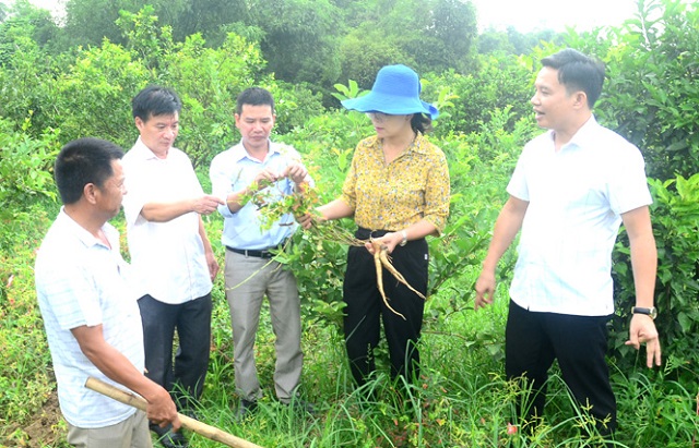 Tuân thủ nghiêm quy trình sản xuất giúp HTX đáp ứng tiêu chuẩn của doanh nghiệp thu mua dược liệu.
