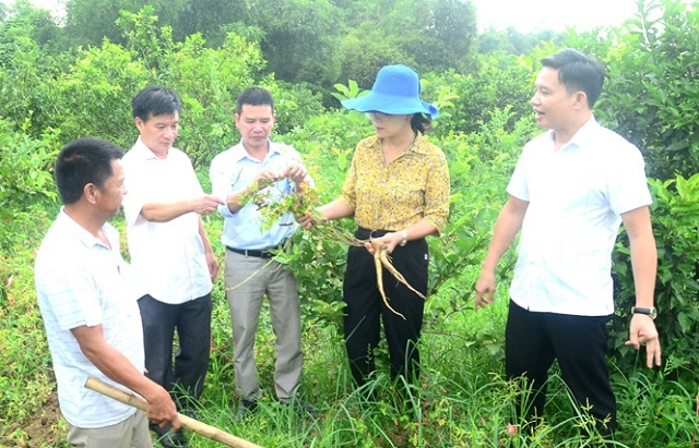 Tuân thủ nghiêm quy trình sản xuất giúp HTX đáp ứng tiêu chuẩn của doanh nghiệp thu mua dược liệu.