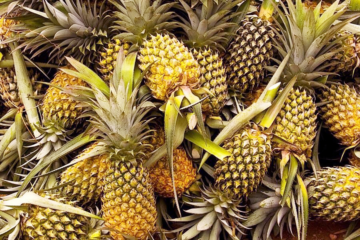 Khóm Bến Lức được thị trường ưa chuộng nhờ chất lượng cao và an toàn (Ảnh TL).