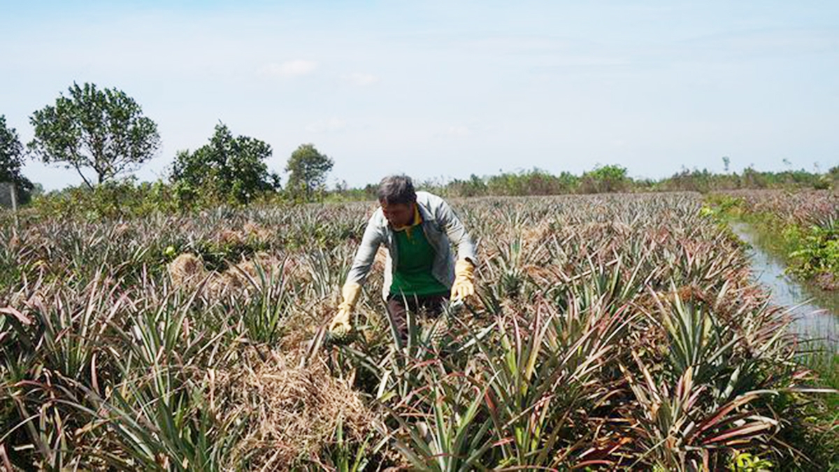 Mô hình trồng khóm có giá trị cao nhờ chú trọng liên kết, sản xuất sạch (Ảnh TL).
