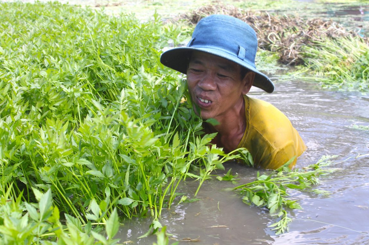 Rau cần chất lượng cao mang lại thu nhập ổn định cho người dân (Ảnh TL).
