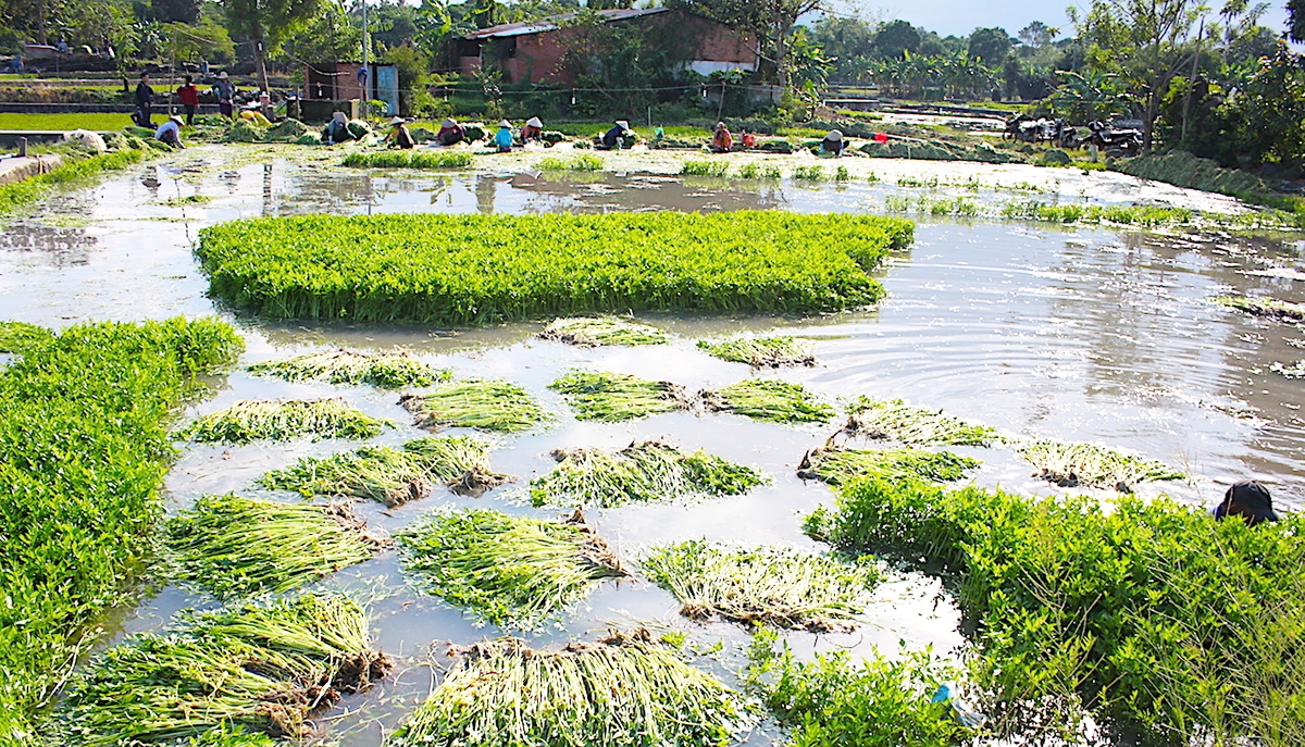 Rau cần Gia Kiệm đang được trồng theo chuẩn VietGAP (Ảnh TL).