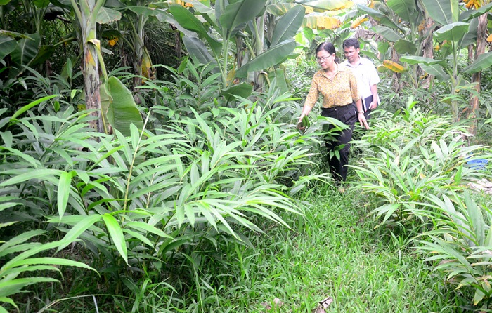 Trồng dược liệu hữu cơ giúp nâng cao ý thức bảo vệ môi trường của người dân.