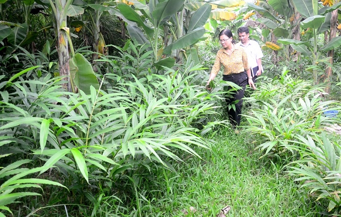 Trồng dược liệu hữu cơ giúp nâng cao ý thức bảo vệ môi trường của người dân.