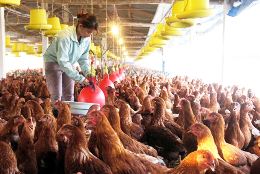 Hình thành chuỗi giá trị đảm bảo phát triển bền vững (Ảnh TL).