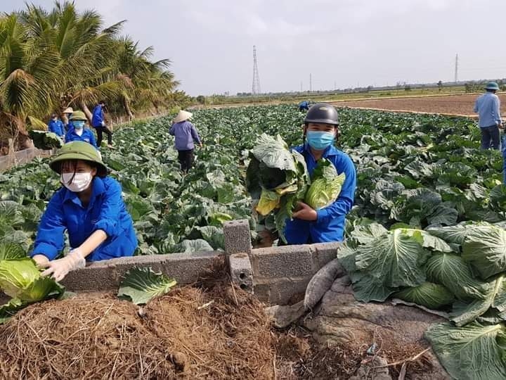 Nhà máy chế biến nông sản được kỳ vọng giúp nông sản của nông dân, thành viên HTX không còn cảnh được mùa mất giá, được giá mất mùa, thậm chí phải giải cứu.