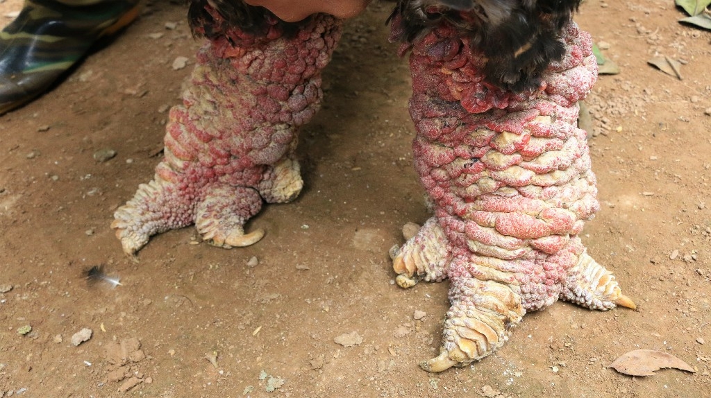 Mỗi con gà có cặp cân vảy rồng có giá trị từ 15-20 triệu đồng.