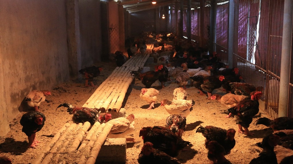 Gà Đông Tảo chịu lạnh kém nên chuồng nuôi phải quây kín, có đệm lót, đèn sưởi sưởi ấm.