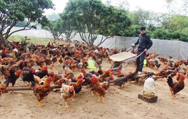 Nuôi gà theo hướng an toàn sinh học cho hiệu qủa kinh tế và môi trường cao hơn so với chăn nuôi truyền thống.