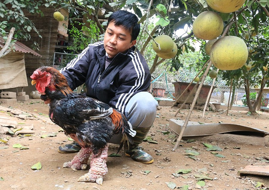 Ông Lê Quang Thắng, Giám đốc HTX đang kiểm tra sức khỏe của gà.