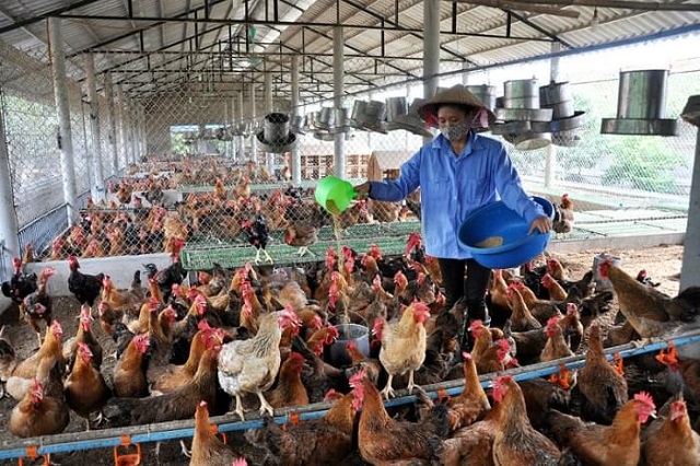 Khu vực chuồng nuôi được phân chia thành nhiều ô nhỏ để thuận tiện cho quá trình chăm sóc.