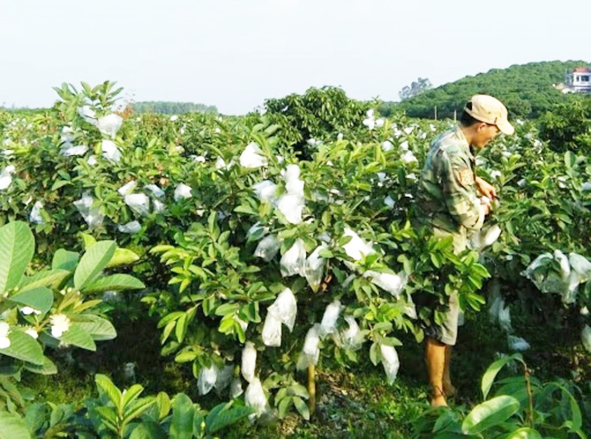 Ổi lê ở Phương Bình có chất lượng cao nhờ sản xuất VietGAP (Ảnh TL).