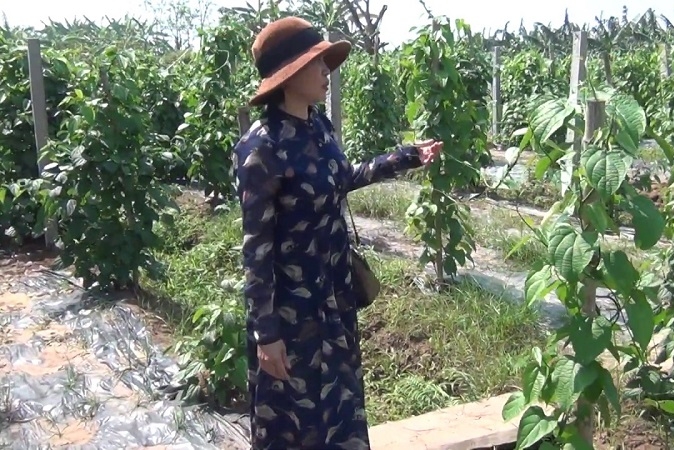 Vườn sachi đạt tiêu chuẩn VietGAP của HTX Kim Thông.