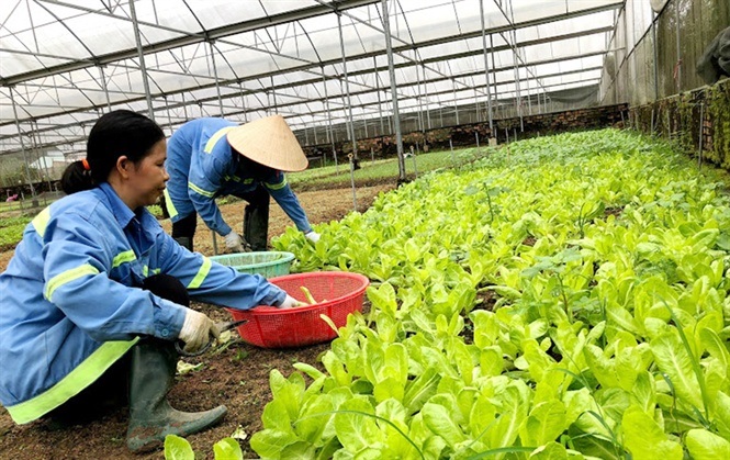 Đầu tư trồng rau trong nhà lưới giúp nâng cao hiệu quả kinh tế và môi trường.