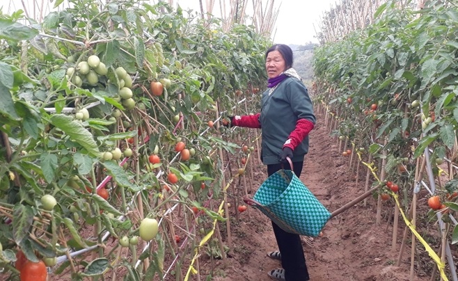 Hạn chế sử dụng phân bón, thuốc bảo vệ thực vật hóa học trong sản xuất giúp bảo đảm chất lượng nông sản và bảo vệ môi trường.