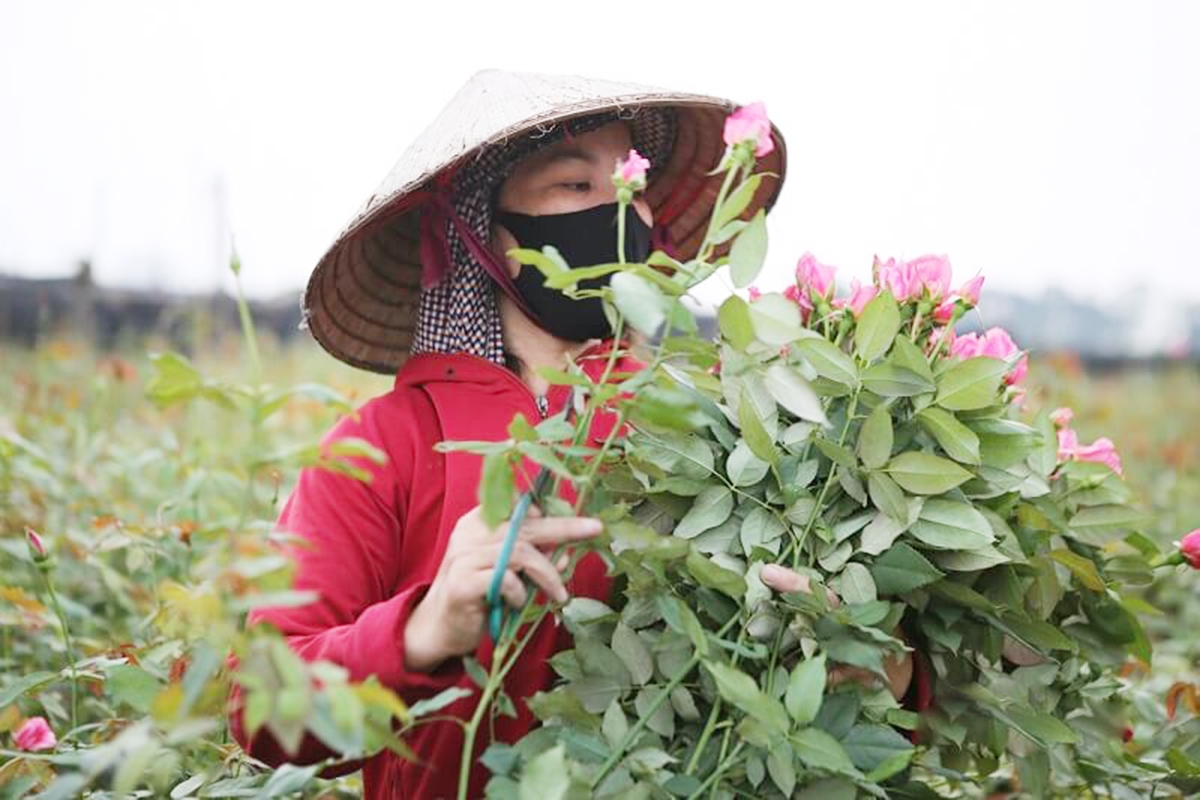 Nghề trồng hoa mang lại lợi nhuận cao cho người dân (Ảnh TL).