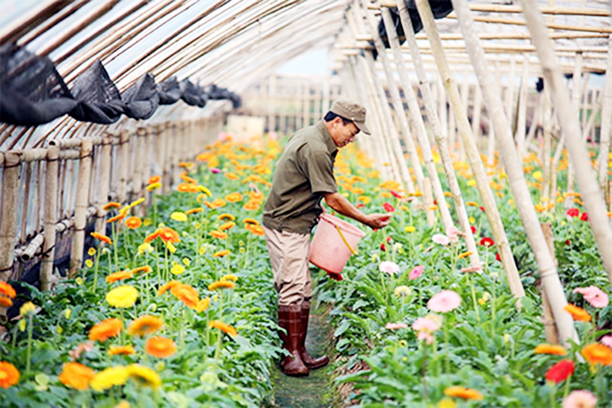 Bách Thuận sẽ tiếp tục thúc đẩy nghề trồng hoa theo hướng an toàn sinh học (Ảnh TL).