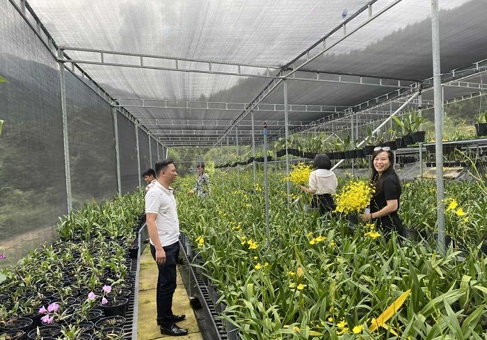 Du khách tham quan khu trồng hoa công nghệ cao của HTX Bình Liêu.