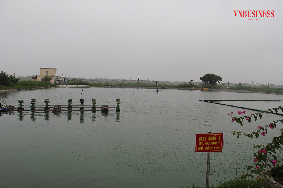 Khu vực nuôi trồng thủy sản của HTX Xuân Hòa.