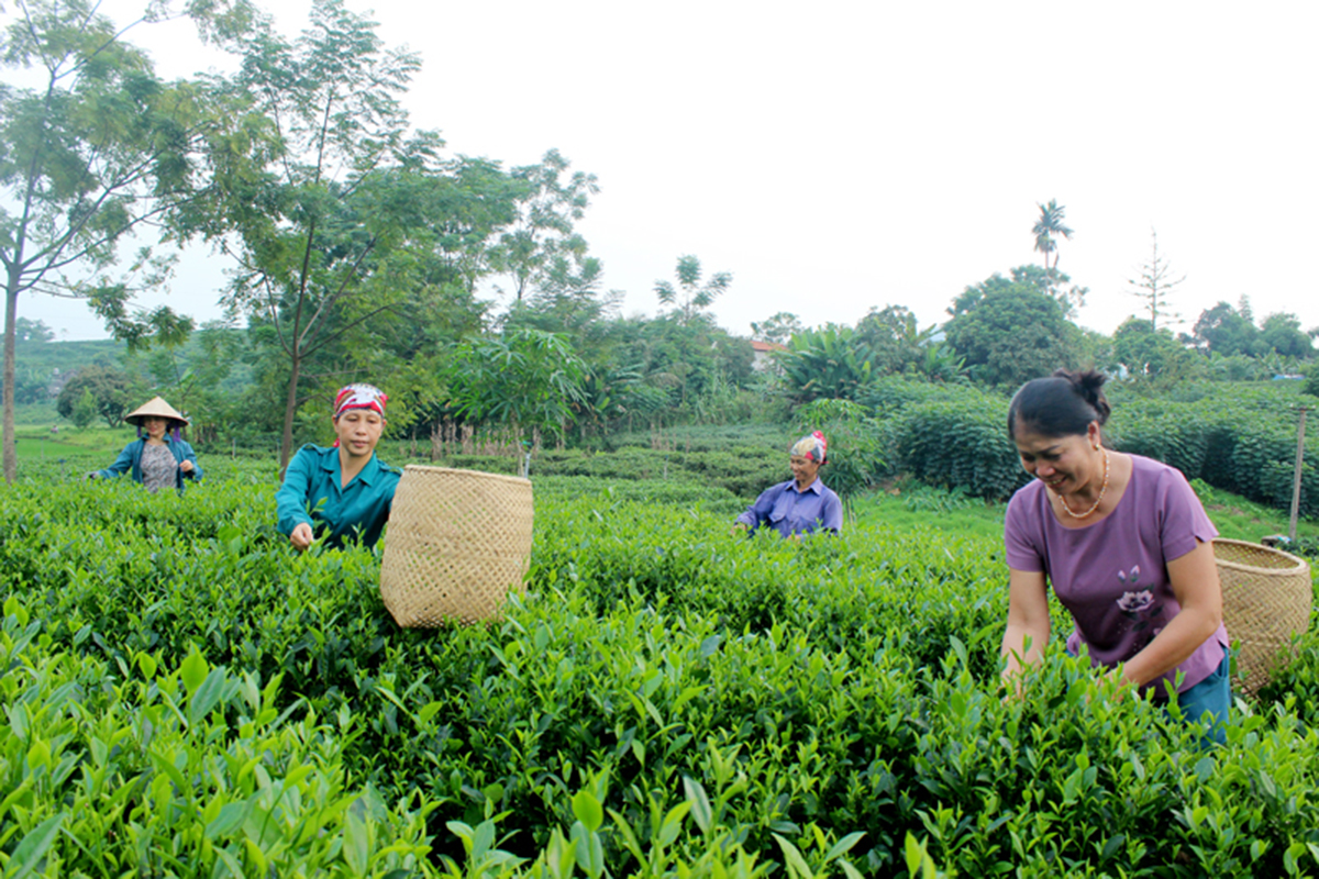 Sản xuất chè hữu cơ vừa nâng cao kinh tế, vừa giảm thiểu ô nhiễm môi trường (Ảnh TL).